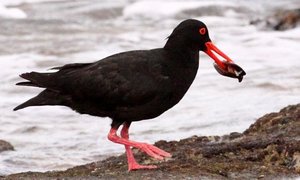 THE AFRICAN BLACK OYSTERCATCHER COUNT AT PEARLY BEACH
